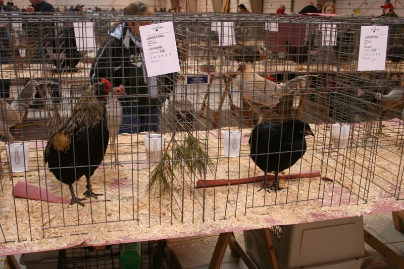 Photos from the Northeast Poultry Congress Springfield, MA, 12/17/09